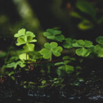 pexels-sudipta-mondal-1441460-scaled